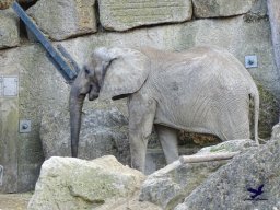 Tiergarten Schönbrunn am 20.10.2025